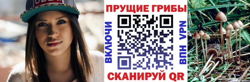 Галлюциногенные грибы Cubensis  Купить  Гурьевск 